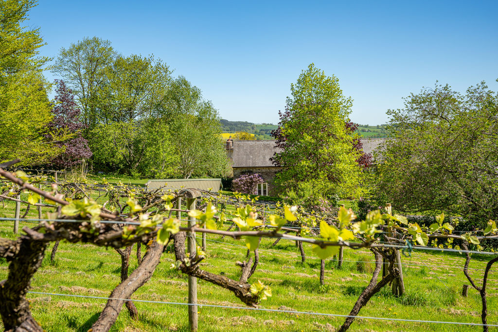 Vines- click for photo gallery